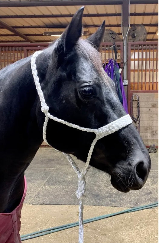 Mule Tape Halter with 10Foot Detachable Lead