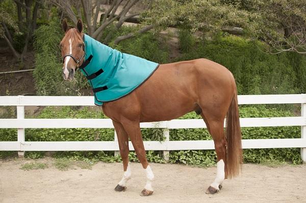 Kensington All Around HD 1200D Rip Stop Neck Warmer - RM Tack & Apparel