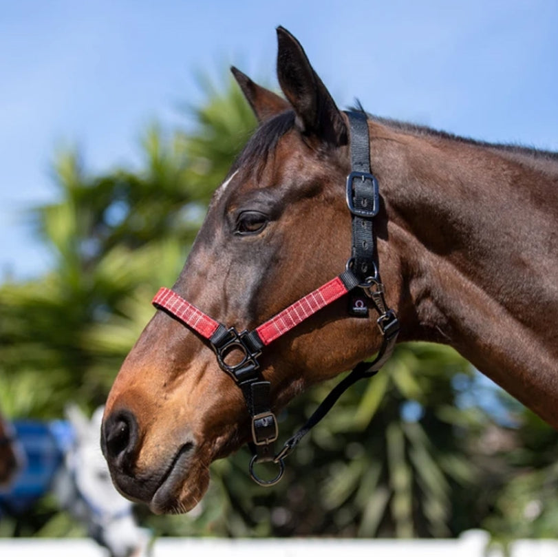 Kensington Halter