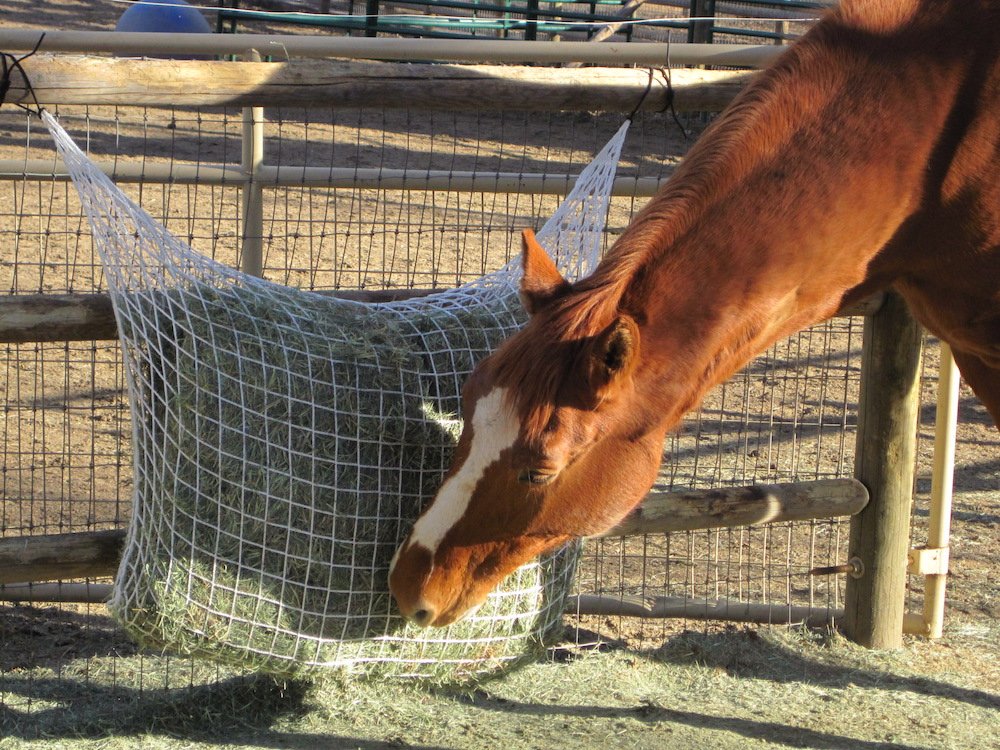 Freedom Feeder Extended Day Slow Feed Hay Net - RM Tack & Apparel